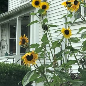 Meet your Posher, Cara